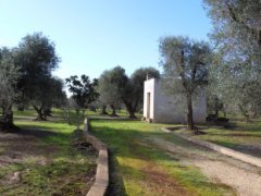 Traditional trullo with large land and possibility of extension and swimming pool - 5