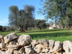 Traditional trullo with large land and possibility of extension and swimming pool - 17
