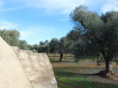 Traditional trullo with large land and possibility of extension and swimming pool - 16